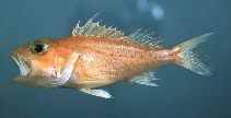 Image of Pontinus longispinis (Longspine scorpionfish)