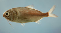 Image of Polymixia lowei (Beardfish)