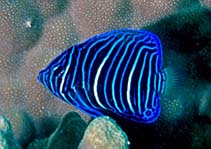Image of Pomacanthus maculosus (Yellowbar angelfish)