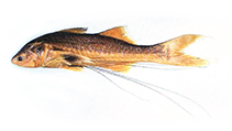 Image of Polynemus melanochir (Blackhand paradise fish)