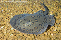 Image of Potamotrygon motoro (South American freshwater stingray)