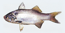 Image of Polydactylus mullani (Arabian blackspot threadfin)