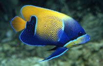 Image of Pomacanthus navarchus (Bluegirdled angelfish)