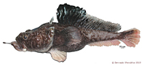 Image of Pogonophryne neyelovi (Hopbeard plunderfish)