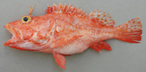 Image of Pontinus nigerimum (Blacklash scorpionfish)