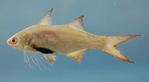 Image of Polydactylus octonemus (Atlantic threadfin)
