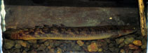 Image of Polypterus palmas (Shortfin bichir)