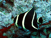 Image of Pomacanthus paru (French angelfish)