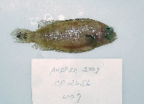 Image of Poecilopsetta plinthus (Tile-colored righteye flounder)