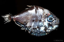 Image of Polyipnus polli (Round hatchetfish)
