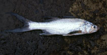 Image of Polydactylus quadrifilis (Giant African threadfin)