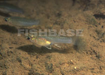 Image of Poeciliopsis retropinna (Buroca toothcarp)