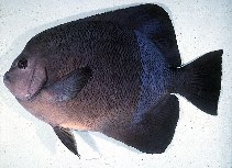 Image of Pomacanthus rhomboides (Old woman angelfish)