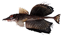 Image of Podothecus sachi (Snail-fin poacher)