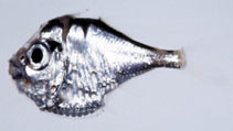 Image of Polyipnus stereope 