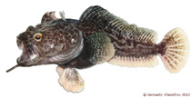 Image of Pogonophryne tronio (Turquoise plunderfish)