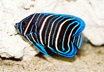 Image of Pomacanthus xanthometopon (Yellowface angelfish)