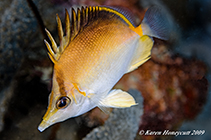 Image of Prognathodes aculeatus (Longsnout butterflyfish)