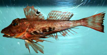 Image of Prionotus alatus (Spiny searobin)