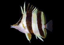 Image of Prognathodes basabei (Orange margin butterflyfish)