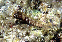 Image of Protemblemaria bicirrus (Warthead blenny)