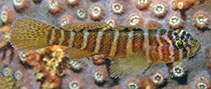 Image of Priolepis cincta (Banded reef goby)