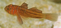 Image of Priolepis compita (Crossroads goby)