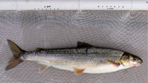 Image of Prosopium cylindraceum (Round whitefish)