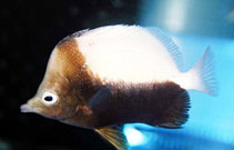 Image of Prognathodes dichrous (Bicolor butterflyfish)