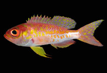 Image of Pronotogrammus eos (Bigeye bass)