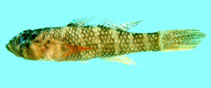 Image of Priolepis fallacincta (Eightbar reefgoby)