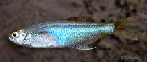 Image of Prionobrama filigera (Glass bloodfin)