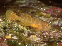 Image of Priolepis hipoliti (Rusty goby)