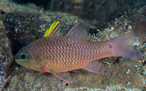 Image of Pristiapogon kallopterus (Iridescent cardinalfish)