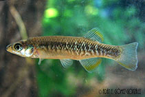 Image of Tlaloc labialis (Largelip killifish)