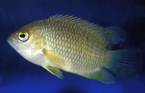 Image of Pristolepis marginata (Malabar leaffish)