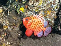 Image of Pristigenys meyeri (Redstripe bigeye)
