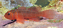 Image of Priolepis nuchifasciata (Orange reef-goby)