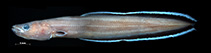 Image of Protanguilla palau (Palauan primitive cave eel)