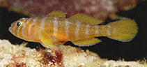 Image of Priolepis pallidicincta (Palebarred goby)