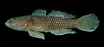 Image of Priolepis psygmophilia (Latticed goby)