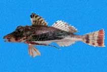 Image of Prionotus teaguei (Long-ray searobin)