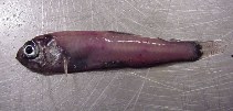 Image of Protomyctophum tenisoni (Tenison’s lanternfish)