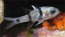 Image of Pristicon trimaculatus (Three-spot cardinalfish)