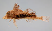 Image of Prionotus tribulus (Bighead searobin)