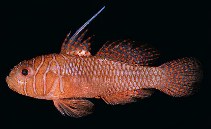 Image of Priolepis vexilla (Ribbon reefgoby)