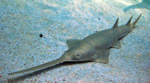 Image of Pristis zijsron (Longcomb sawfish)