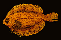 Image of Pseudomancopsetta andriashevi (Pigmy flounder)