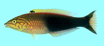 Image of Pseudojuloides atavai (Polynesian wrasse)