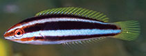 Image of Pseudocoris aurantiofasciata (Rust-banded wrasse)